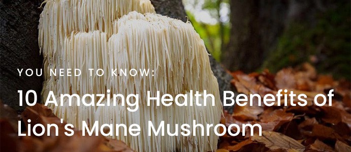 10 Amazing Health Benefits of Lion’s Mane Mushroom You Need to Know