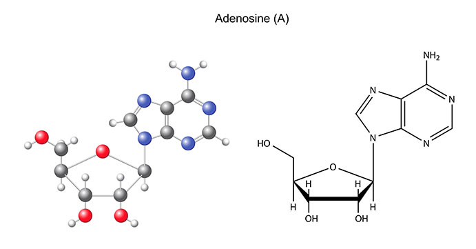 Structural chemical formula and model of adenosine