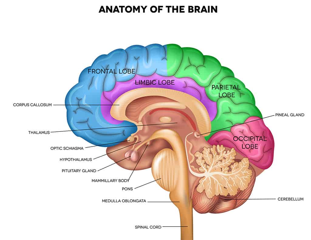 Illustration showcasing different parts of the human brain