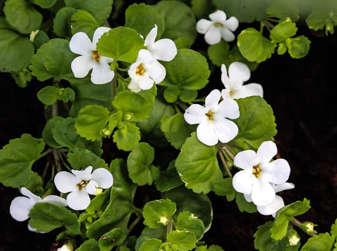 Using Bacopa monnieri for Cognitive Performance