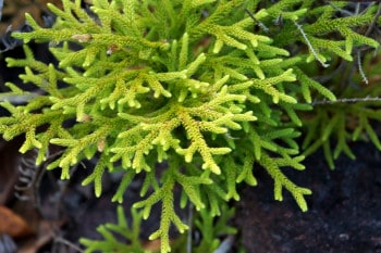 Chinese club moss contains huperzine A, a natural acetylcholinesterase inhibitor.