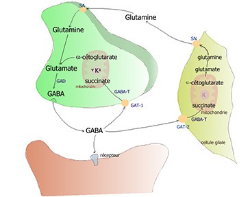 GABA metabolism
