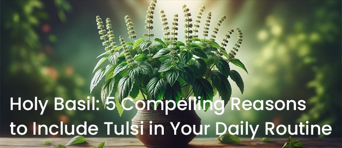 Holy Basil: 5 Compelling Reasons to Include Tulsi in Your Daily Routine