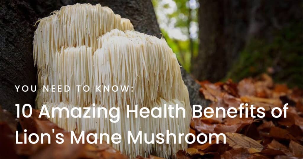 10 Lion's Mane Mushroom Benefits