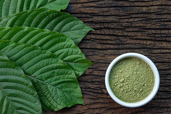Close-up image of Mitragyna speciosa, commonly known as Kratom leaves, arranged next to a ceramic bowl filled with fine kratom powder, both displayed on a rustic wooden table.