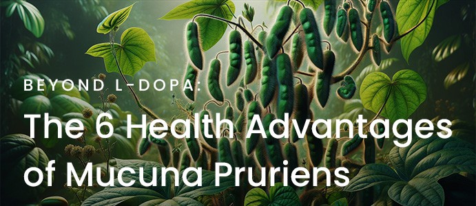 Beyond L-Dopa: The 6 Health Advantages of Mucuna Pruriens