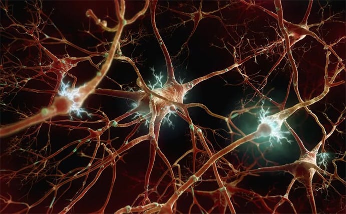 Photo of neuron cells