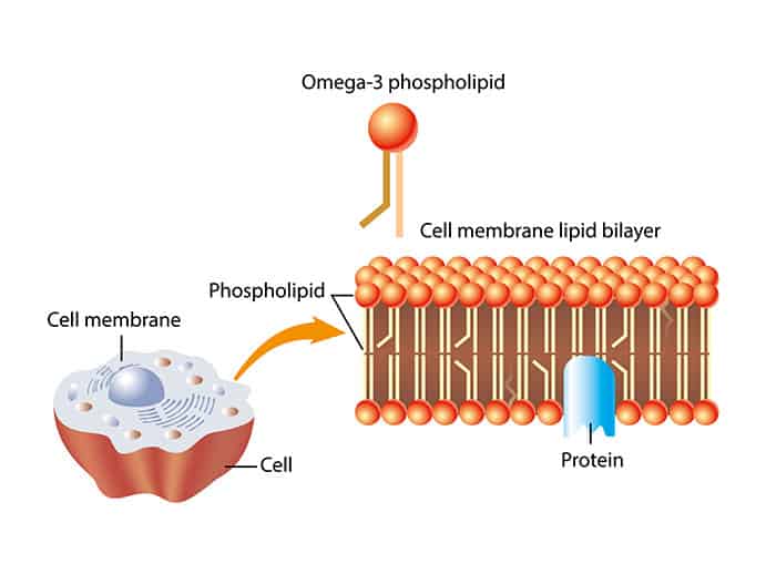 How and Why You Should Feed Your Brain With Phospholipids