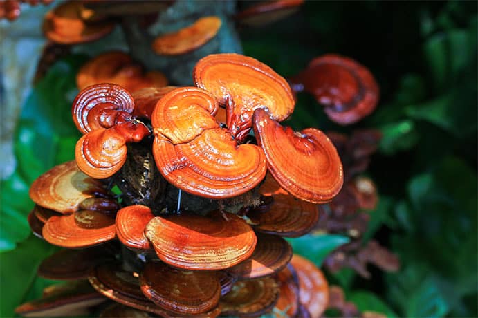 The Top 5 Science-Backed Benefits of Reishi Mushrooms