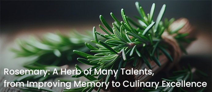 Rosemary: A Herb of Many Talents, from Improving Memory to Culinary Excellence