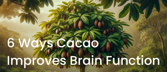 6 Ways Cacao Improves Brain Function